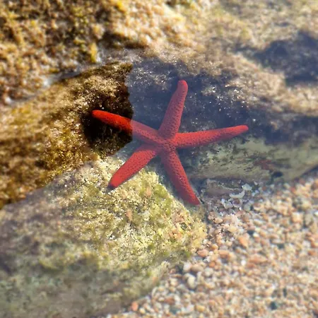 Villa Neuve Piscine Privee Chauffee *